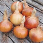 dried-onions-table